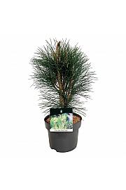 Pinus nigra Green Tower C4 Lit. 40-50 cm
