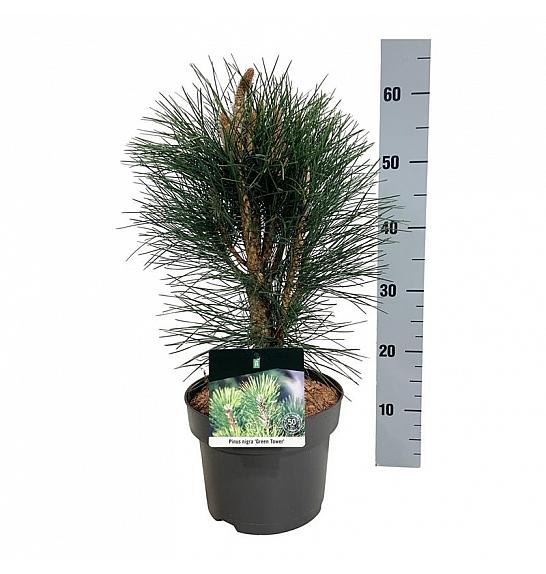 Pinus nigra Green Tower C4 Lit. 40-50 cm