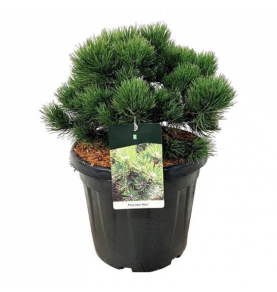 Pinus nigra Nana C30 Lit. 40-50 cm extra