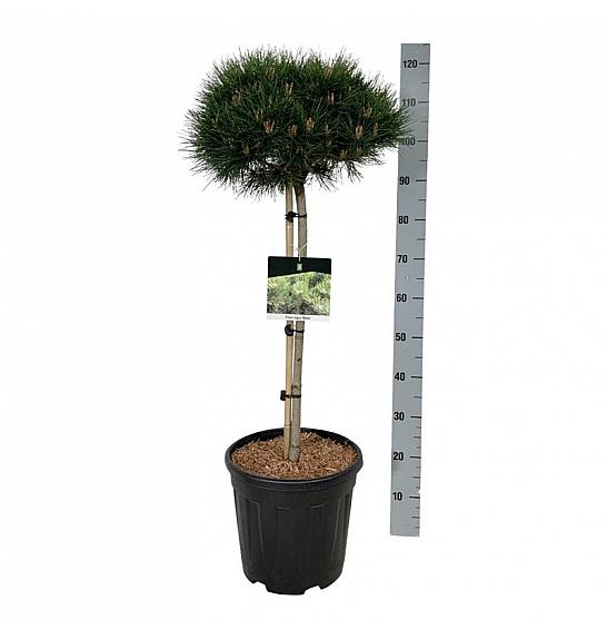 Pinus nigra Nana C15 Lit. Na steblu 70 cm; Krošnja 40/50 cm