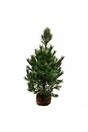 Pinus nigra nigra bala 150-175 cm extra
