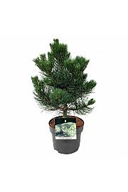 Pinus nigra Oregon Green C4 Lit. 30-40 cm