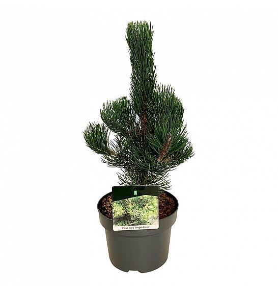 Pinus nigra Oregon Green C4 Lit. 40-50 cm