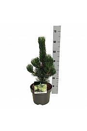 Pinus nigra Oregon Green C4 Lit. 40-50 cm