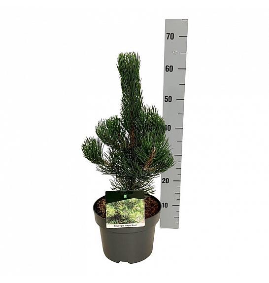 Pinus nigra Oregon Green C4 Lit. 40-50 cm