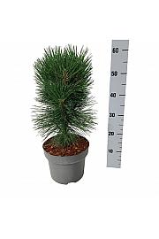 Pinus nigra Pyramidalis C4 Lit. 40-50 cm