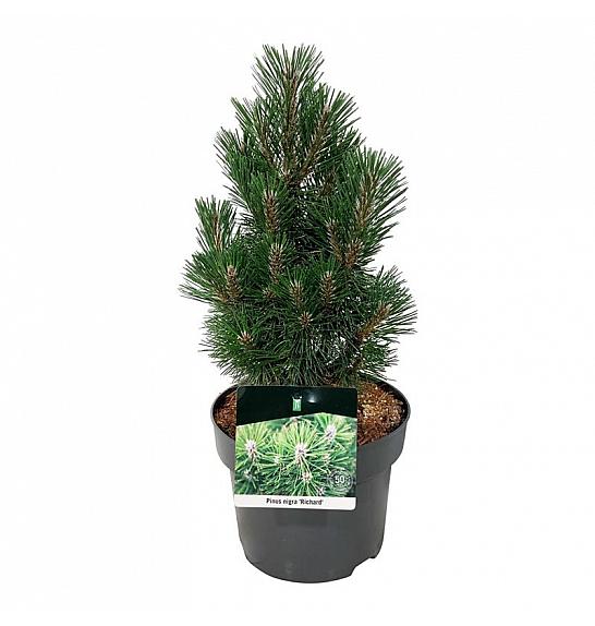 Pinus nigra Richard C4 Lit. 25-30 cm