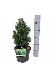 Pinus nigra Richard C4 Lit. 25-30 cm
