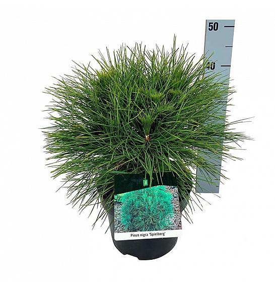 Pinus nigra Spielberg C4 Lit. 30-40 cm