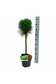 Pinus nigra Summer Breeze C4 Lit. Na steblu 40 cm