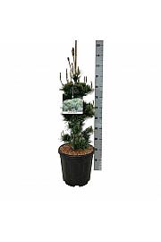 Pinus parviflora Negishi C15 Lit. 60-80 cm