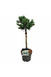 Pinus parviflora Negishi C5 Lit. Na steblu 40 cm