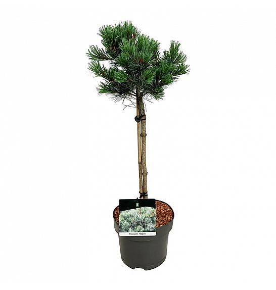 Pinus parviflora Negishi C5 Lit. Na steblu 40 cm