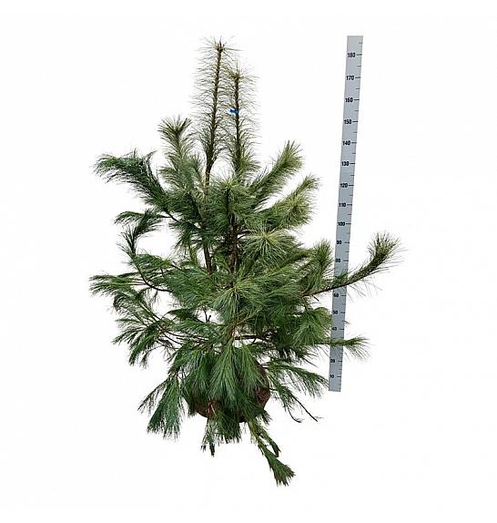 Pinus strobus bala 125-150 cm extra