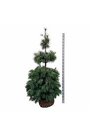 Pinus strobus bala 175-200 cm extra