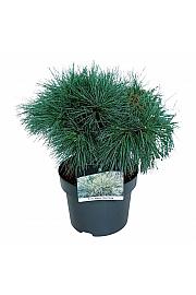 Pinus strobus Blue Shag C4 Lit. 30-40 cm