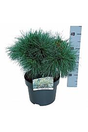 Pinus strobus Blue Shag C4 Lit. 30-40 cm