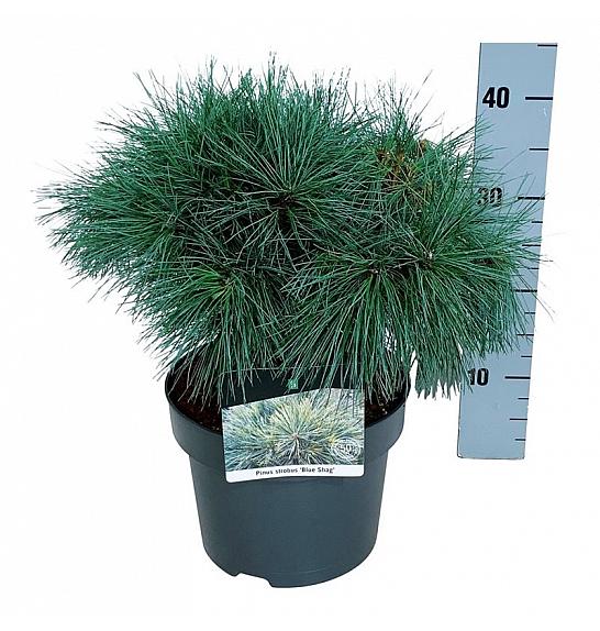 Pinus strobus Blue Shag C4 Lit. 30-40 cm