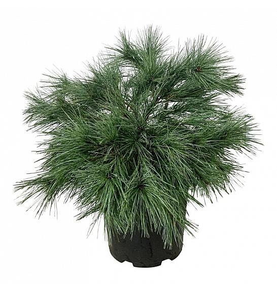 Pinus strobus Blue Shag C15 Lit. 50-60 cm