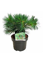 Pinus strobus Minima C4 Lit. 25-30 cm