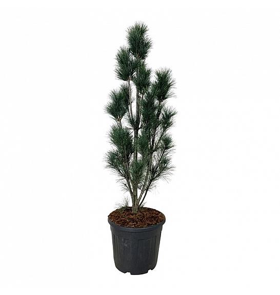 Pinus strobus Stowe Pillar C30 Lit. 100-125 cm extra