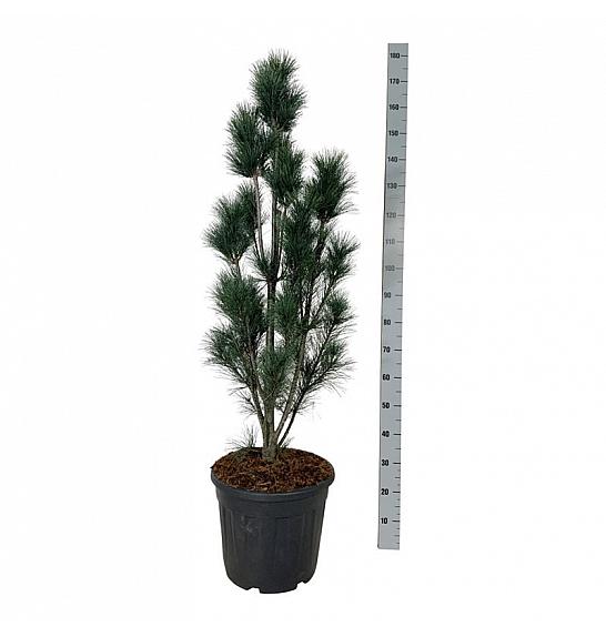 Pinus strobus Stowe Pillar C30 Lit. 100-125 cm extra