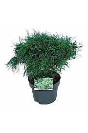 Pinus strobus Tiny Kurls C4 Lit. 30-40 cm