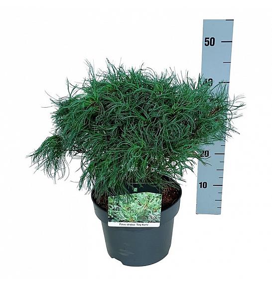 Pinus strobus Tiny Kurls C4 Lit. 30-40 cm