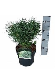 Pinus sylvestris Blue Pearl ® C4 Lit. 20-25 cm