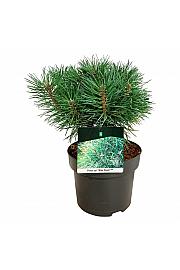 Pinus sylvestris Blue Pearl ® C4 Lit. 25-30 cm