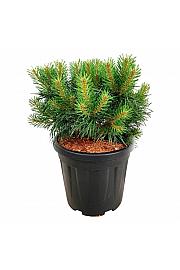 Pinus sylvestris Blue Pearl ® C15 Lit. 30-40 cm