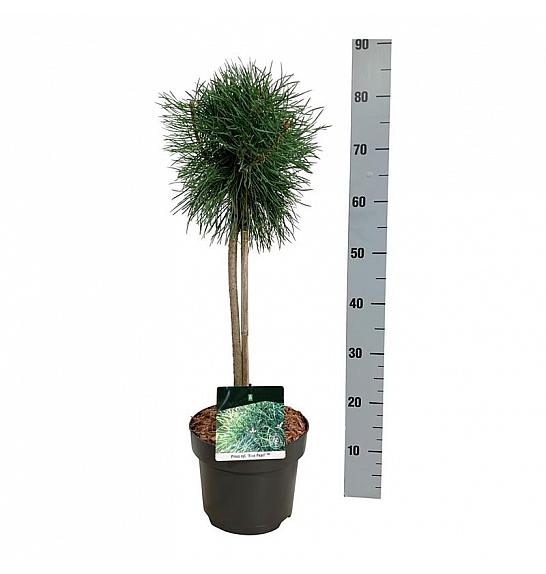 Pinus sylvestris Blue Pearl ® C5 Lit. Na steblu 40 cm