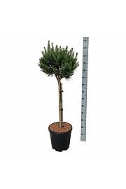 Pinus sylvestris Nana C15 Lit. Na steblu 70 cm; Krošnja 40/50 cm