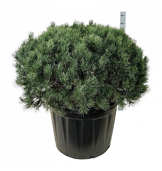 Pinus sylvestris Watereri C180 Lit. 100-125 cm; Soliter