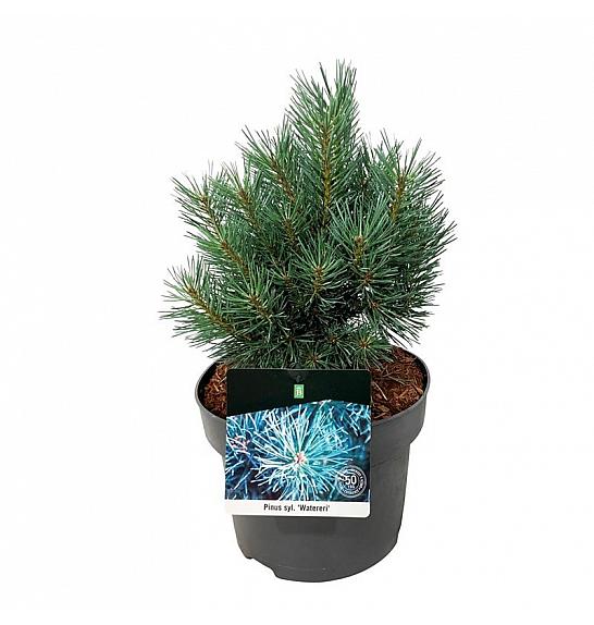 Pinus sylvestris Watereri C4 Lit. 20-25 cm