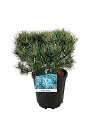 Pinus sylvestris Watereri C15 Lit. 40-50 cm