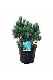 Pinus sylvestris Watereri C30 Lit. 50-60 cm extra