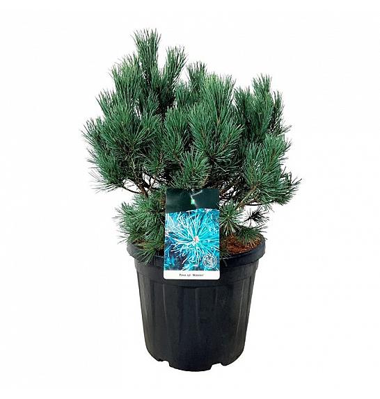 Pinus sylvestris Watereri C30 Lit. 50-60 cm extra