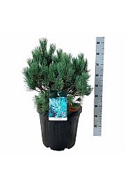 Pinus sylvestris Watereri C30 Lit. 50-60 cm extra