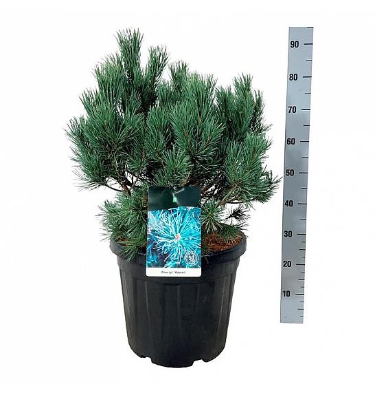Pinus sylvestris Watereri C30 Lit. 50-60 cm extra