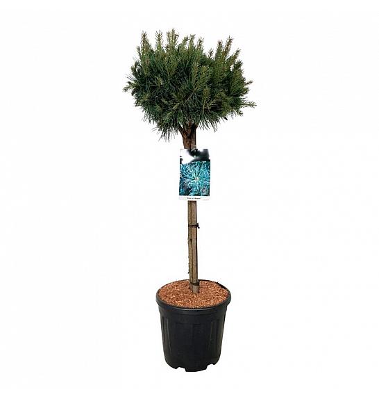 Pinus sylvestris Watereri C15 Lit. Na steblu 70 cm; Krošnja 40/50 cm
