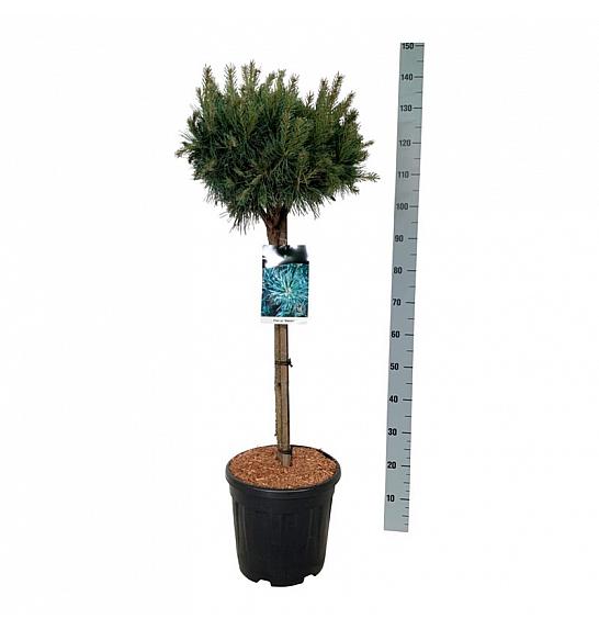 Pinus sylvestris Watereri C15 Lit. Na steblu 70 cm; Krošnja 40/50 cm