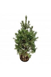 Pinus sylvestris bala 125-150 cm extra