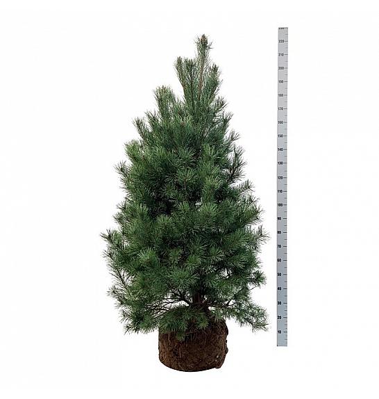 Pinus sylvestris bala 150-175 cm extra