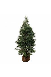 Pinus sylvestris bala 175-200 cm extra