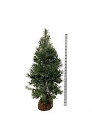 Pinus sylvestris bala 175-200 cm extra