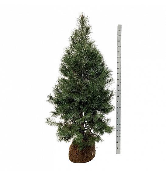 Pinus sylvestris bala 175-200 cm extra