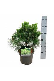 Pinus thunbergii Sayonara C4 Lit. 30-40 cm