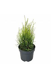 Platycladus orientalis Franky Boy C7 Lit. 30-40 cm