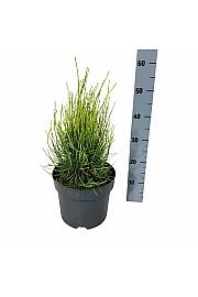 Platycladus orientalis Franky Boy C7 Lit. 30-40 cm